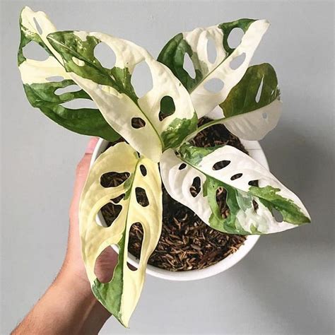 Unfortunately, they tend to be rare and expensive. variegated Monstera adansonii | Unusual plants, Variegated ...