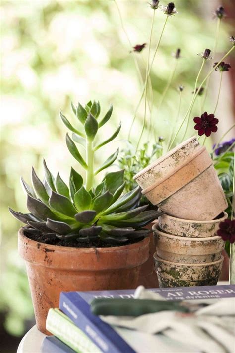 Jul 25, 2017 · moreover, these kinds of plants need the right soil to survive, which is a mix of pebbles and dirt, which allows water to easily seep through to avoid root rot. Expert Advice: 10 Best Low-Maintenance Houseplants ...