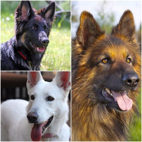 How Many Different Types Of German Shepherds Are There German
