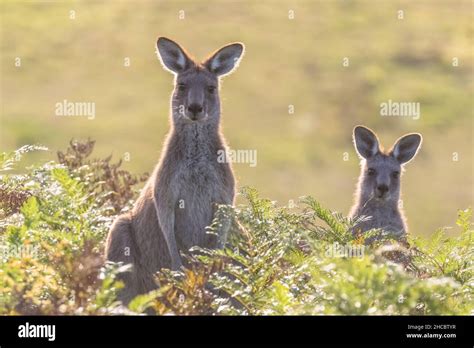 Two Eastern Grey Kangaroos Macropus Giganteus Fighting Stock Photo
