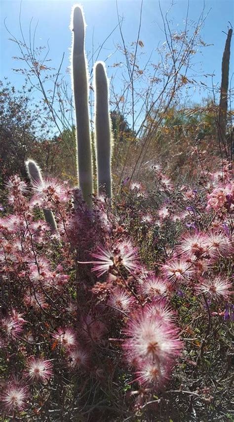 Check spelling or type a new query. Cactus with purple flowers | Desert landscaping, Purple ...