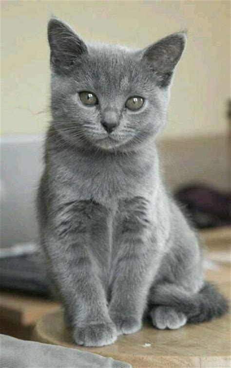 The 25 Best Grey Cats Ideas On Pinterest British Blue
