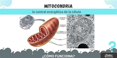 ¿qué Son Las Mitocondrias Y Cuál Es Su Función Ondas Y Partículas