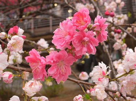 Sakura Algo Mas Que Un Arbol De Cerezo Amantes Del Japón Taringa