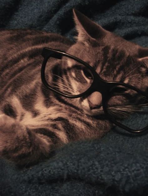Monster Collection Of Pics Funny Cats Wearing Glasses