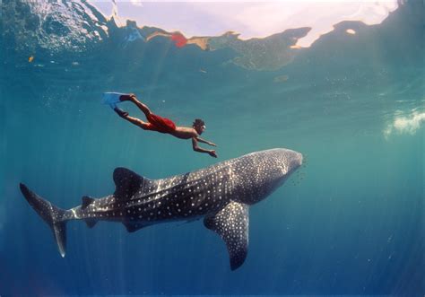 How To Approach A Whale Shark While Snorkeling Desertdivers