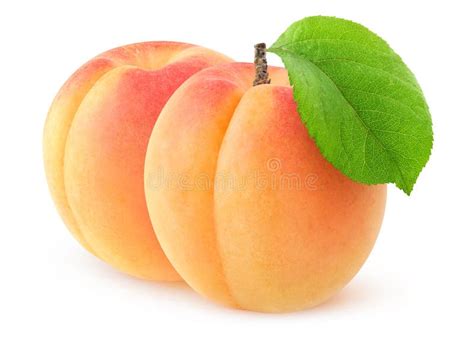 Isolated Apricot Cut In Halves Stock Image Image Of Fresh Isolate