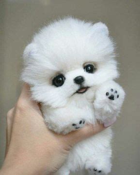 You can also get valuable information on various other dog breeds. Pomeranian Puppies Rate In India - Pets Lovers