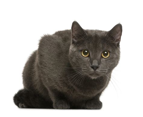 The Chartreux Cat Breed Guidecharacteristics Temperaments