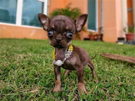 Smallest Dog Breeds Worlds Smallest Dogs Really Tiny Dogs Tea
