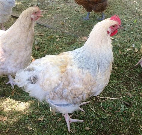 lavender x buff orpington cross page 10 backyard chickens learn how to raise chickens