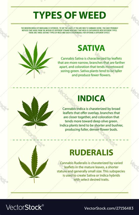 Types Weed Vertical Infographic Royalty Free Vector Image