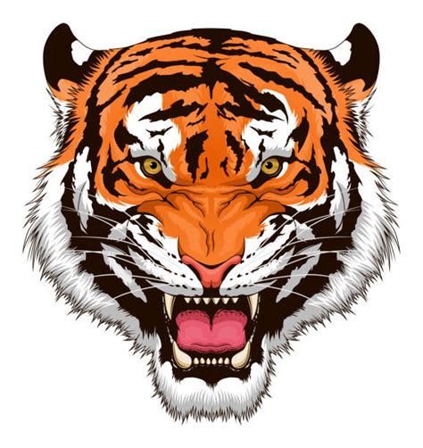 Tiger Face Illustrations Royalty Free Vector Graphics And Clip Art Istock