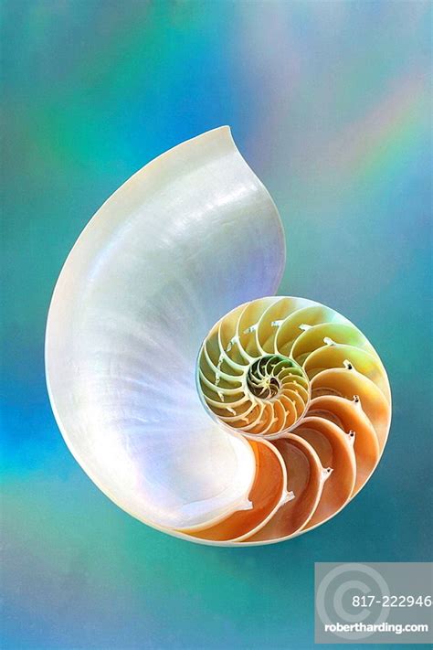 Nautilus Sea Shell Stock Photo
