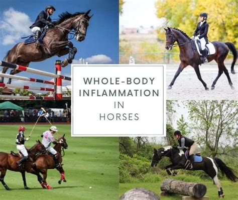 Rosehip As Natural Anti Inflammatory For Horses Elite Equine Rosehip