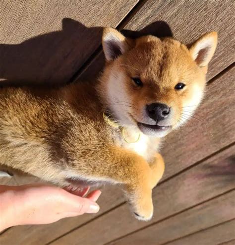 15 Photos Of Adorable Shiba Inu Puppies That Make Everyones Heart Melt