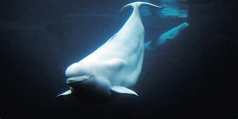 Cook Inlet Beluga Whale Marine Mammal Commission