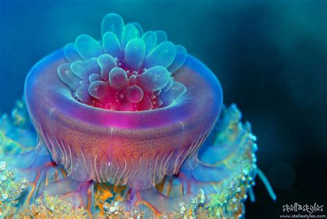 Crown Jellyfish The Bio Infos