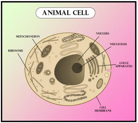 Plant And Animal Cell Diagram Labeled