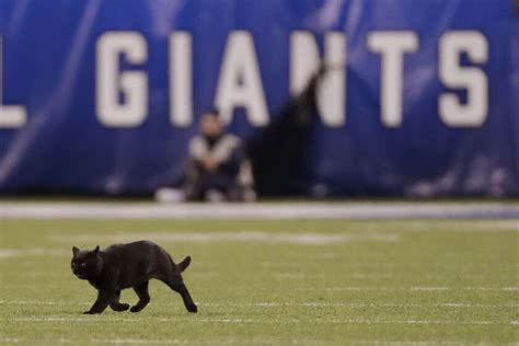 Black Cat On Field At Cowboys Giants Game Chicago Sun Times