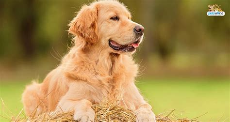 All of the foods suggested here have been producing good results in dogs that have had. Golden Retriever: Top Dog Food & Feeding Patterns To Know ...