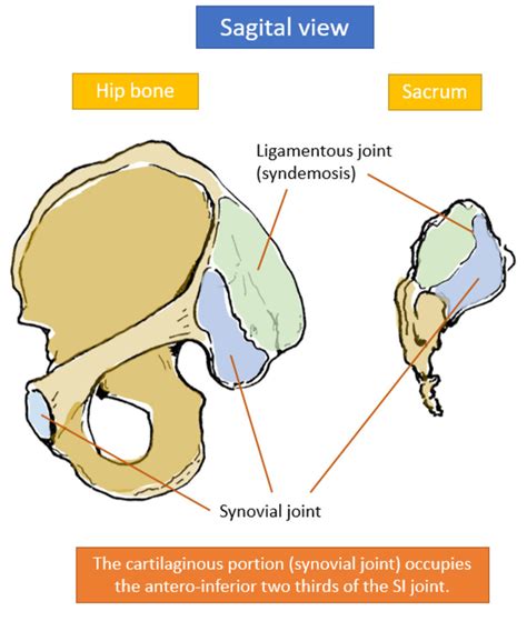 Sacro Iliac Joint Anatomy Hip Bone Sagital View Left Anterior