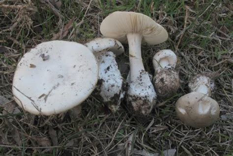 Deadly Mushroom Found In Wa Australian Geographic
