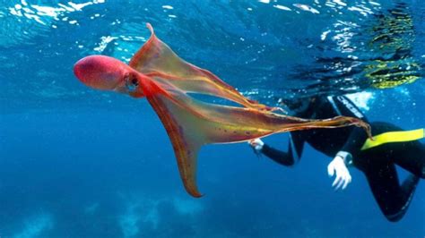 9 Breathtaking Blanket Octopus Facts Fact Animal
