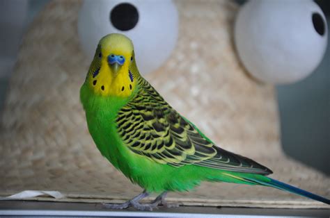 Budgies Are Awesome Budgie Of The Month Birdbird