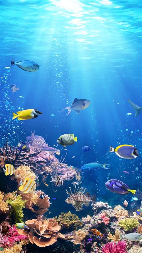 Underwater Life Wallpaper For Your Iphone Xr From Everpix Underwater