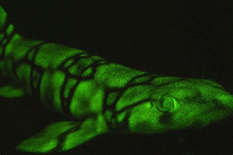 glow in the dark sharks that light up to lure prey found and new biofluorescent molecule is