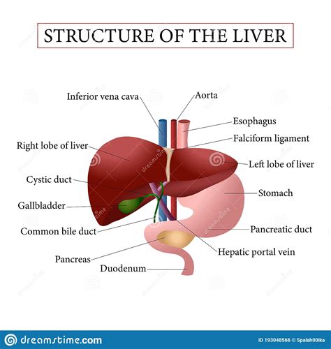 Illustration Of The Human Liver Anatomy Stock Vector Illustration Of