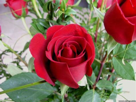 Free Flowers Photo And Wallpapers Rose Flower Wallpapers New Red Rose