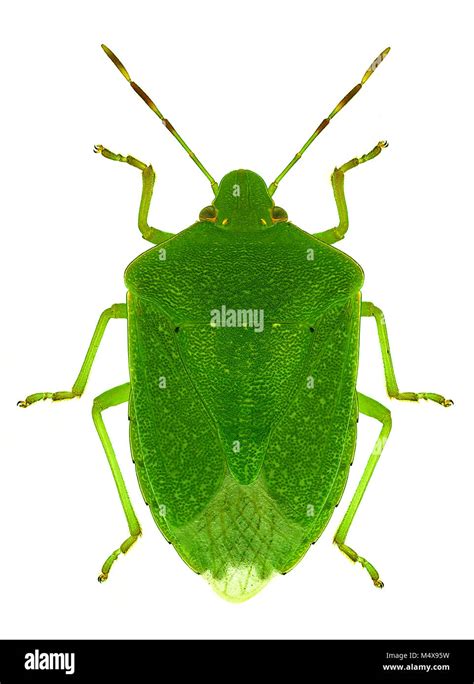 Green Stink Bug Nezara Viridula Cut Out Stock Images And Pictures Alamy