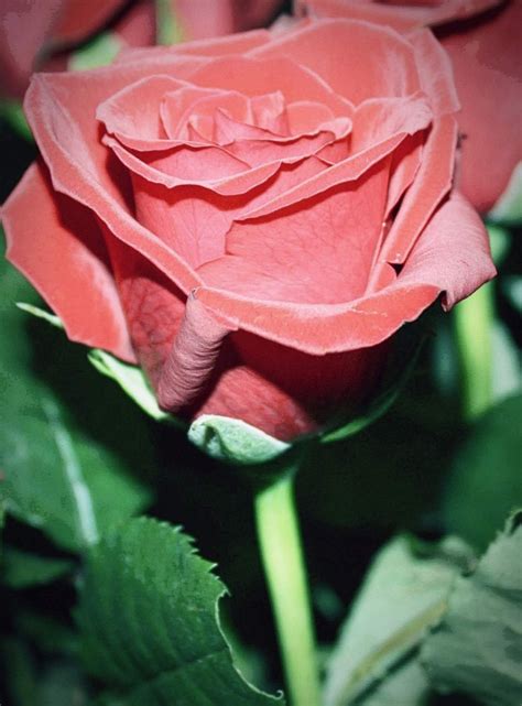 A Single Rose | LetterPile