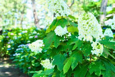 Companion Plants For Oakleaf Hydrangeas Good And The Bad