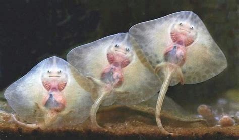 Baby Manta Ray Criaturas Marinas Bonitas Criaturas Del Océano