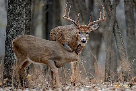 Texas Deer Rut Calendar 2022