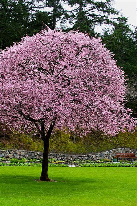 Get the best deal for plum trees from the largest online selection at ebay.com. Buy Newport Purple Leaf Flowering Plum Tree - FREE ...