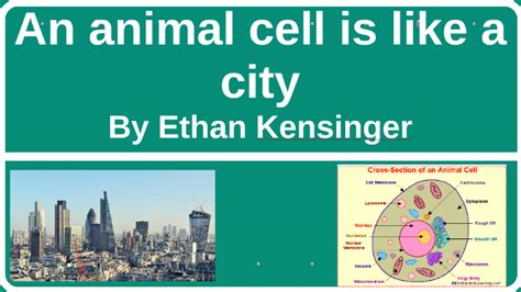 The administrative office is the. An animal cell is like a city by Ethan Kensinger