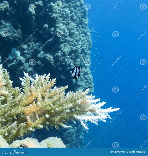 Coral Reef With Hard Corals In Tropical Sea Underwater Stock Image