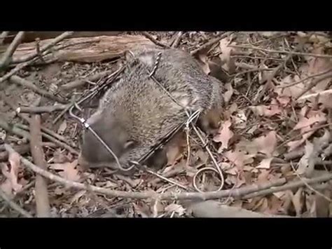 So, how to catch a groundhog? How to catch a ground hog easiest best way to catch a ...