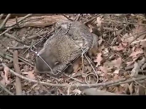 Groundhogs are most active in the morning and late afternoon. How To Catch a Groundhog Best Groundhog Trap/ Rid/Remove a ...