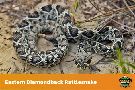 Different Types Of Rattlesnakes AAAC Wildlife Removal Of Austin