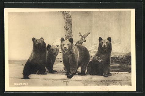 Maybe you would like to learn more about one of these? AK München, Zoologischer Garten, Tierpark Hellabrunn ...