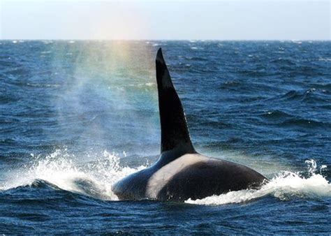 Pin On Wild Orca
