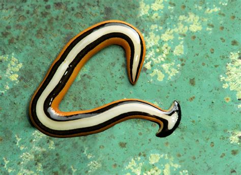Invasive Toxic Worms Seen In Texas How To Remove Hammerhead Flatworms