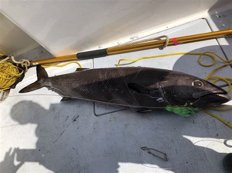 Oil Fish Swordfish And Some Nighttime Squid Action Booby Trap Fishing