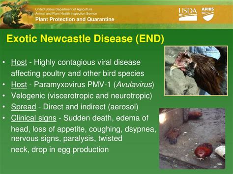 This page contains information on newcastle disease vaccine, b1 type, b1 strain, live virus for veterinary use. PPT - Classical Swine Fever (CSF) PowerPoint Presentation ...