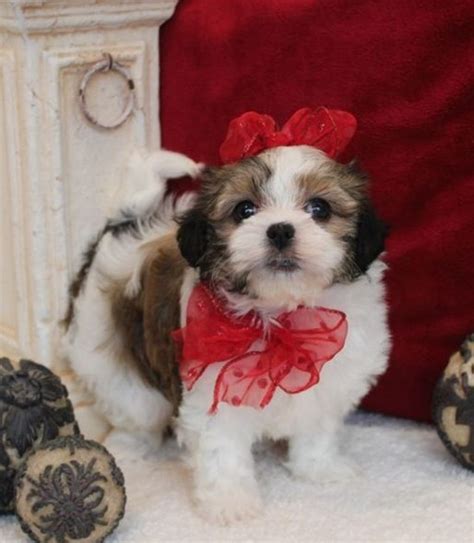 Mal Shi Puppies For Sale Jersey City Nj 259259